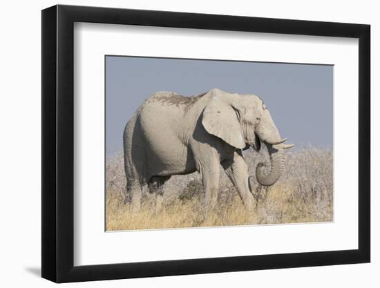 Elephant eats acacia bushes in Etosha National Park.-Brenda Tharp-Framed Photographic Print