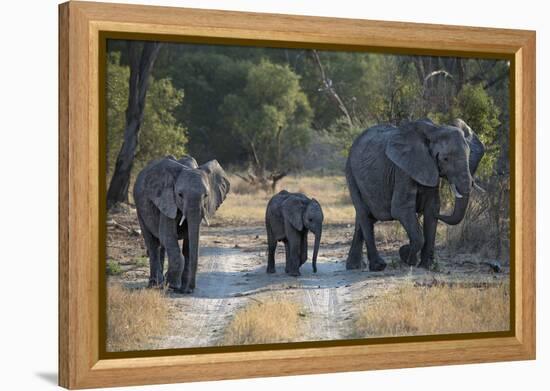 Elephant Family, Mother, Juvenile and Baby, Walking on Path-Sheila Haddad-Framed Premier Image Canvas