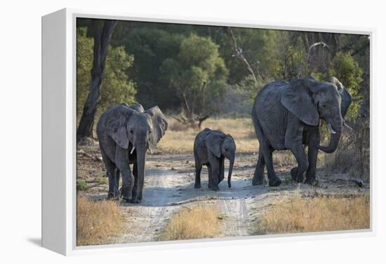 Elephant Family, Mother, Juvenile and Baby, Walking on Path-Sheila Haddad-Framed Premier Image Canvas