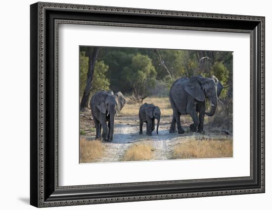 Elephant Family, Mother, Juvenile and Baby, Walking on Path-Sheila Haddad-Framed Photographic Print