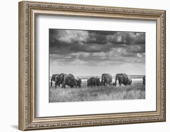 Elephant family-Vedran Vidak-Framed Photographic Print