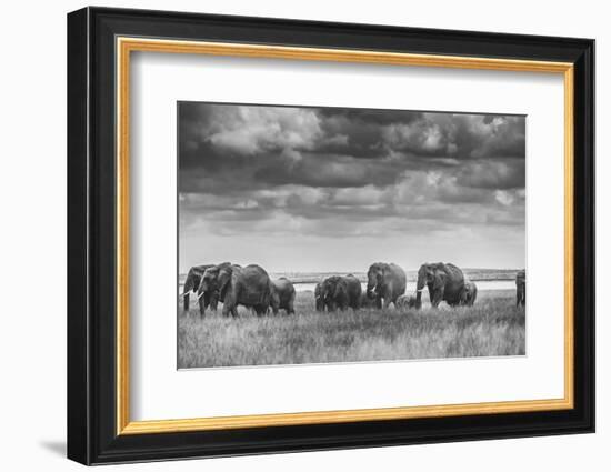 Elephant family-Vedran Vidak-Framed Photographic Print