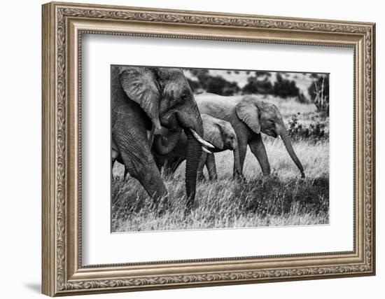 Elephant family-Vedran Vidak-Framed Photographic Print