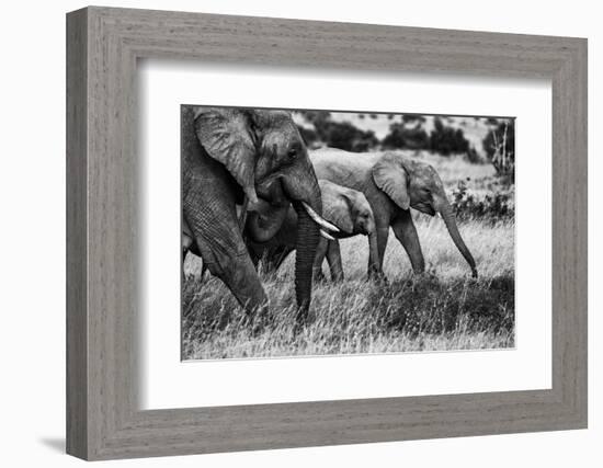 Elephant family-Vedran Vidak-Framed Photographic Print