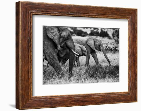 Elephant family-Vedran Vidak-Framed Photographic Print