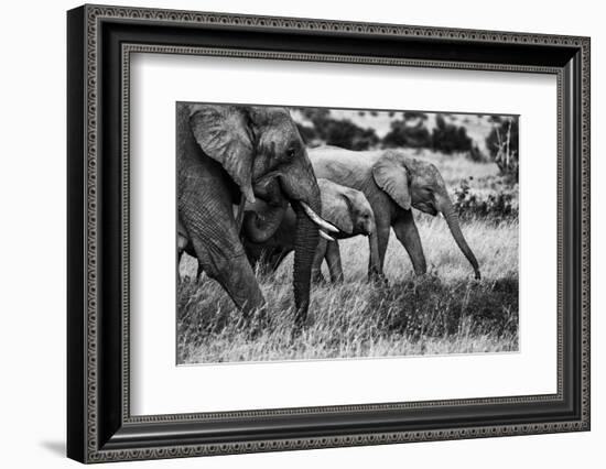 Elephant family-Vedran Vidak-Framed Photographic Print