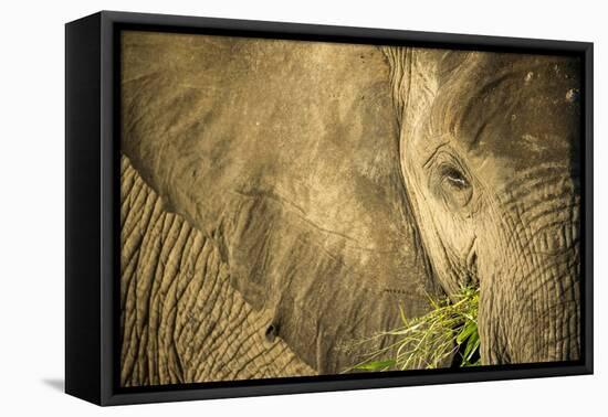 Elephant Feeding on Grass, Chobe National Park, Botswana-Paul Souders-Framed Premier Image Canvas
