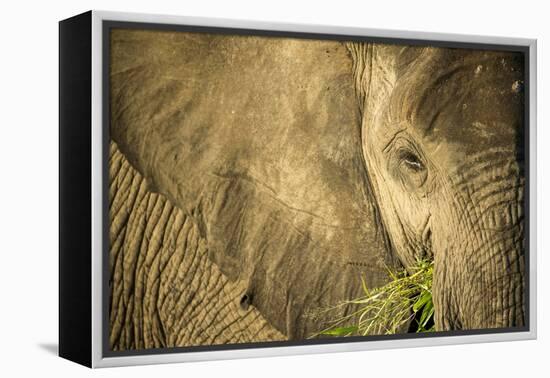 Elephant Feeding on Grass, Chobe National Park, Botswana-Paul Souders-Framed Premier Image Canvas