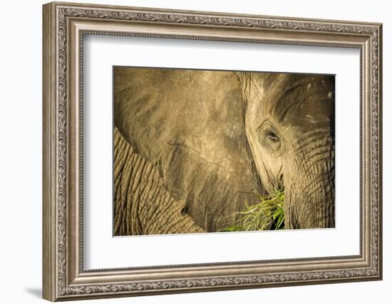 Elephant Feeding on Grass, Chobe National Park, Botswana-Paul Souders-Framed Photographic Print