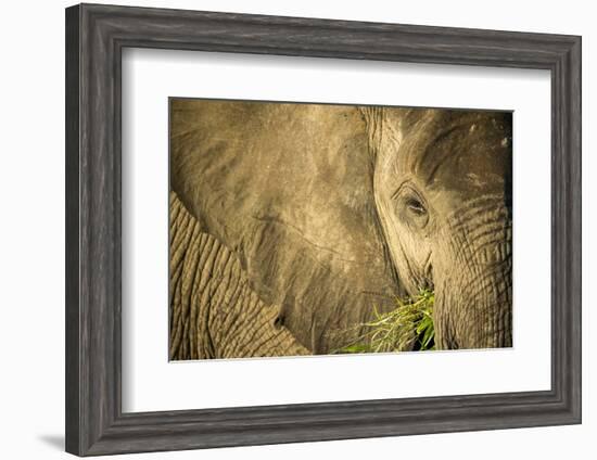 Elephant Feeding on Grass, Chobe National Park, Botswana-Paul Souders-Framed Photographic Print