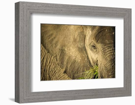 Elephant Feeding on Grass, Chobe National Park, Botswana-Paul Souders-Framed Photographic Print