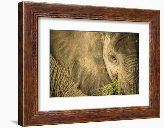 Elephant Feeding on Grass, Chobe National Park, Botswana-Paul Souders-Framed Photographic Print