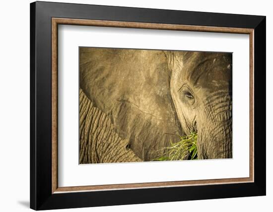 Elephant Feeding on Grass, Chobe National Park, Botswana-Paul Souders-Framed Photographic Print