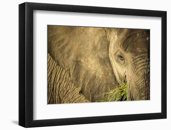 Elephant Feeding on Grass, Chobe National Park, Botswana-Paul Souders-Framed Photographic Print