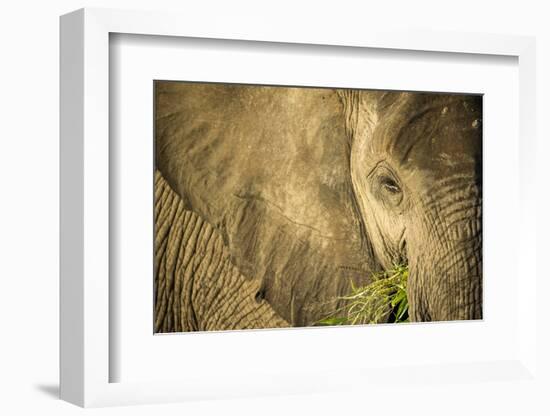 Elephant Feeding on Grass, Chobe National Park, Botswana-Paul Souders-Framed Photographic Print