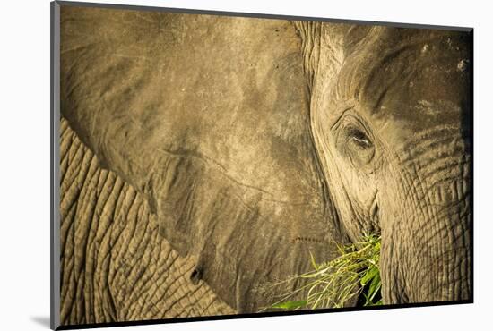 Elephant Feeding on Grass, Chobe National Park, Botswana-Paul Souders-Mounted Photographic Print