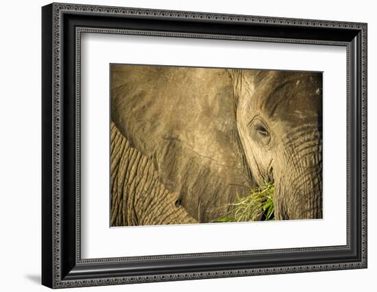 Elephant Feeding on Grass, Chobe National Park, Botswana-Paul Souders-Framed Photographic Print