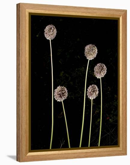 Elephant Garlic, Northern California, Usa-Paul Colangelo-Framed Premier Image Canvas