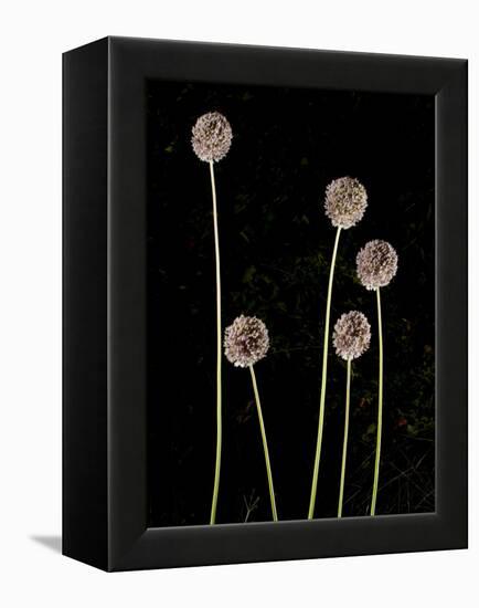 Elephant Garlic, Northern California, Usa-Paul Colangelo-Framed Premier Image Canvas