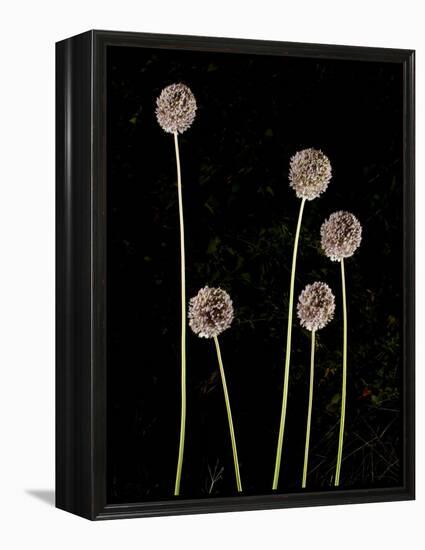 Elephant Garlic, Northern California, Usa-Paul Colangelo-Framed Premier Image Canvas