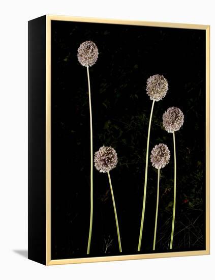 Elephant Garlic, Northern California, Usa-Paul Colangelo-Framed Premier Image Canvas