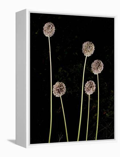 Elephant Garlic, Northern California, Usa-Paul Colangelo-Framed Premier Image Canvas