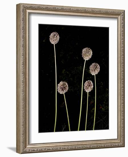 Elephant Garlic, Northern California, Usa-Paul Colangelo-Framed Photographic Print