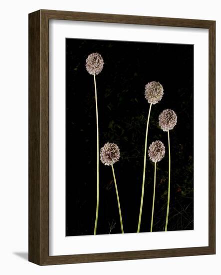 Elephant Garlic, Northern California, Usa-Paul Colangelo-Framed Photographic Print