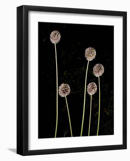 Elephant Garlic, Northern California, Usa-Paul Colangelo-Framed Photographic Print