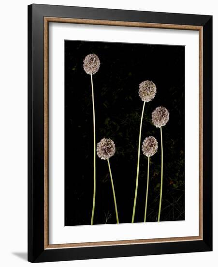 Elephant Garlic, Northern California, Usa-Paul Colangelo-Framed Photographic Print