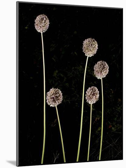 Elephant Garlic, Northern California, Usa-Paul Colangelo-Mounted Photographic Print