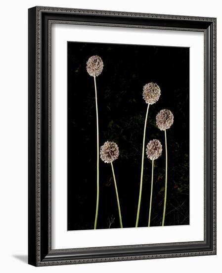 Elephant Garlic, Northern California, Usa-Paul Colangelo-Framed Photographic Print