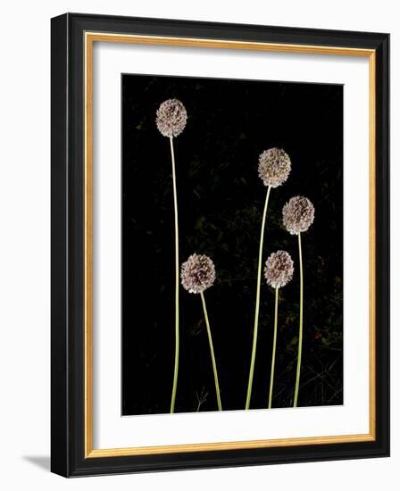 Elephant Garlic, Northern California, Usa-Paul Colangelo-Framed Photographic Print