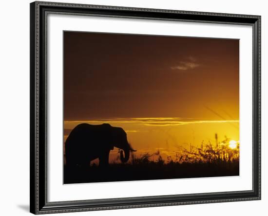 Elephant Grazing at Sunset, Tarangire National Park, Tanzania-Merrill Images-Framed Photographic Print