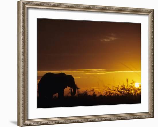 Elephant Grazing at Sunset, Tarangire National Park, Tanzania-Merrill Images-Framed Photographic Print