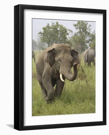 Elephant Greeting, Corbett National Park, Uttaranchal, India-Jagdeep Rajput-Framed Photographic Print