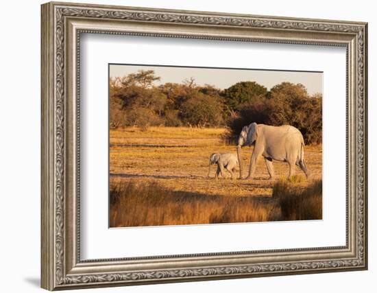 Elephant group with baby fooling around. Camelthorn Lodge. Hwange National Park. Zimbabwe.-Tom Norring-Framed Photographic Print
