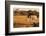 Elephant group with baby fooling around. Camelthorn Lodge. Hwange National Park. Zimbabwe.-Tom Norring-Framed Photographic Print