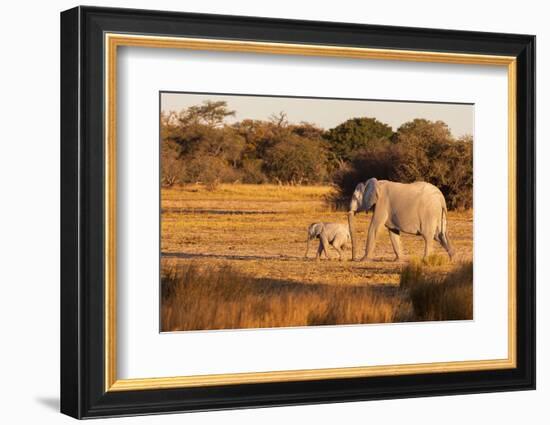 Elephant group with baby fooling around. Camelthorn Lodge. Hwange National Park. Zimbabwe.-Tom Norring-Framed Photographic Print