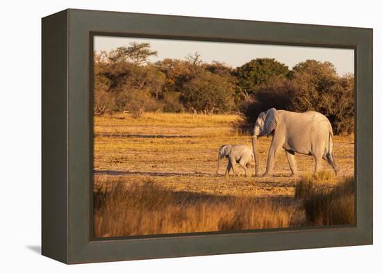 Elephant group with baby fooling around. Camelthorn Lodge. Hwange National Park. Zimbabwe.-Tom Norring-Framed Premier Image Canvas