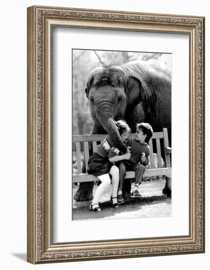 Elephant Having a Bite-Associated Newspapers-Framed Photo