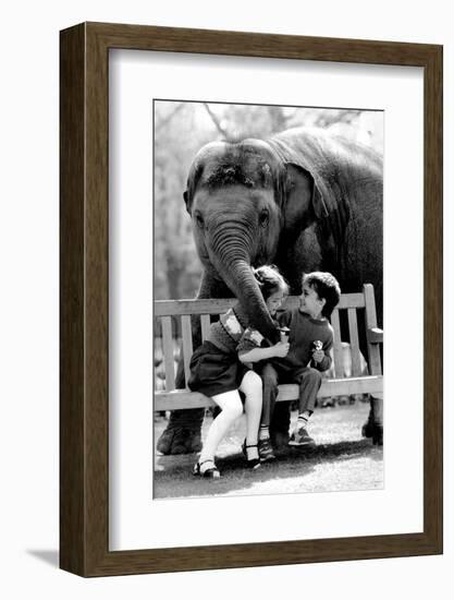 Elephant Having a Bite-Associated Newspapers-Framed Photo