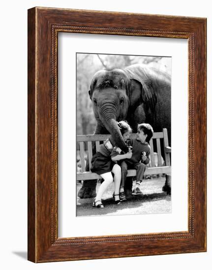 Elephant Having a Bite-Associated Newspapers-Framed Photo