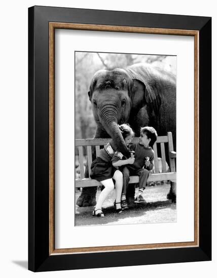 Elephant Having a Bite-Associated Newspapers-Framed Photo