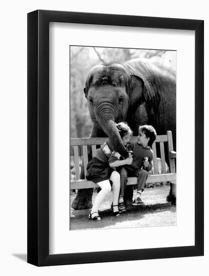 Elephant Having a Bite-Associated Newspapers-Framed Photo