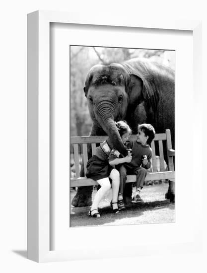 Elephant Having a Bite-Associated Newspapers-Framed Photo