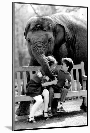 Elephant Having a Bite-Associated Newspapers-Mounted Photo