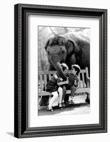 Elephant Having a Bite-Associated Newspapers-Framed Photo
