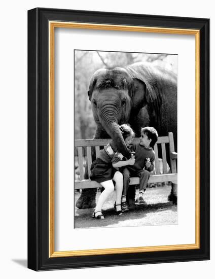 Elephant Having a Bite-Associated Newspapers-Framed Photo