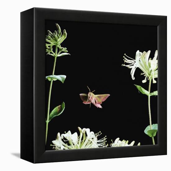 Elephant Hawk Moth (Deilephila Elepenor) Flies to Honeysuckle UK-null-Framed Premier Image Canvas